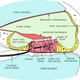 Illustration for article titled Test how old your ears are with this hearing test